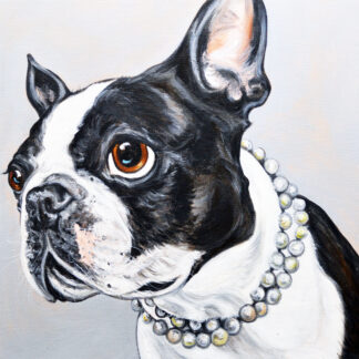 Boston Terrier